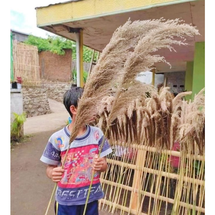 pampas super jumbo | pampas bulu lokal | KUALITAS TERBAIK