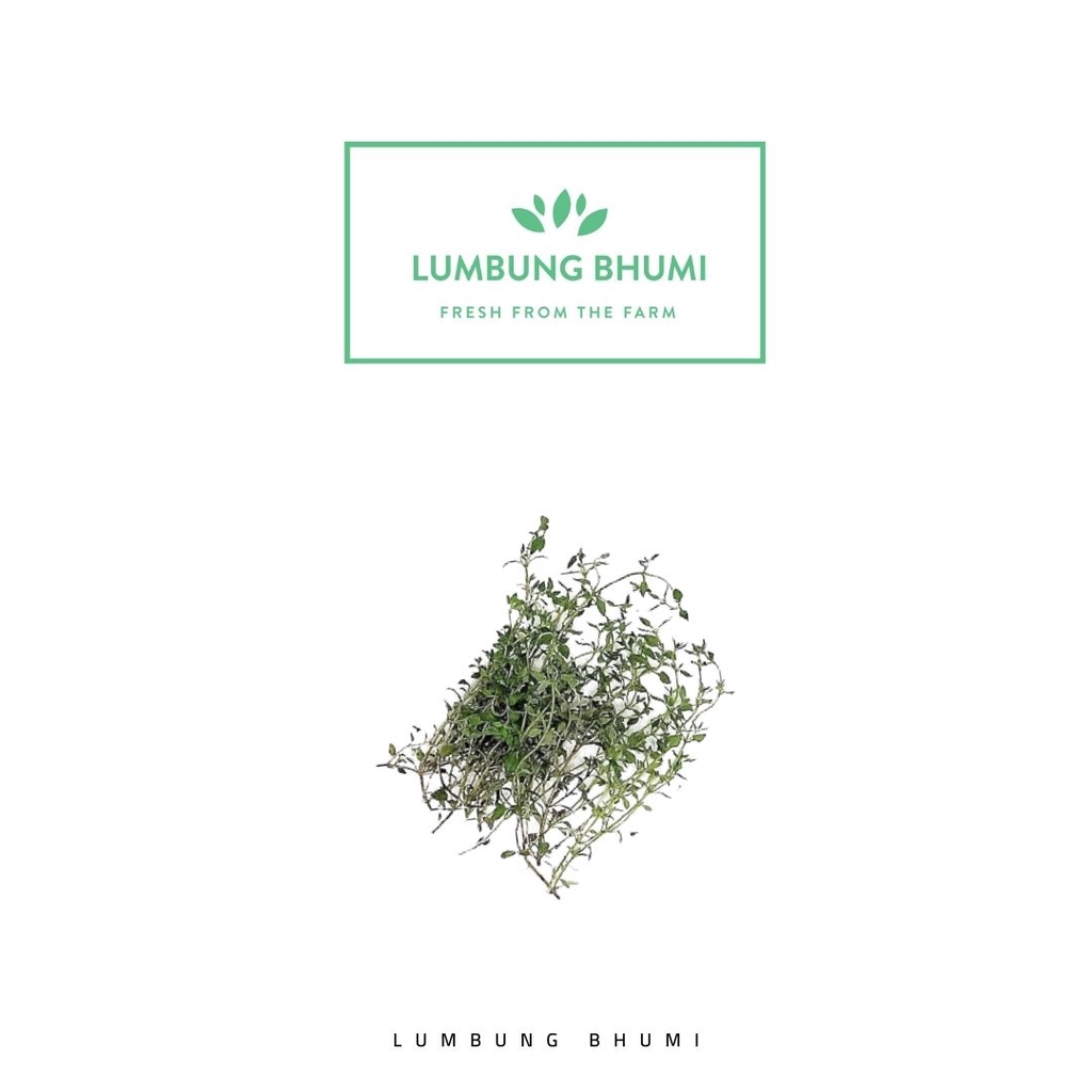 

Lumbung Bhumi - Thyme 20 Gr ( Sayur Curah )