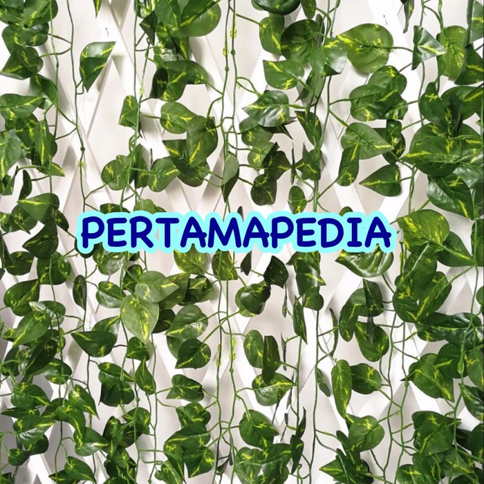 Daun Rambat Plastikdaun Rambat Juntaidaun Rambat Daun Rambat Plastikdaun Rambat Juntaidaun Rambat