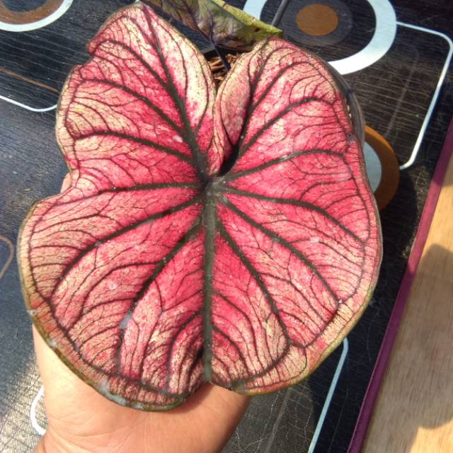 Caladium thailand