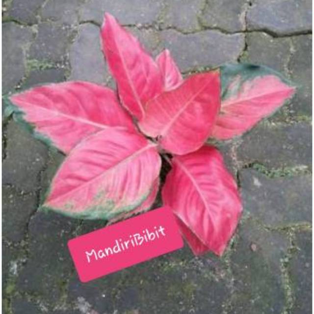 Aglonema Red Kochin/Red Chochin Hibrid