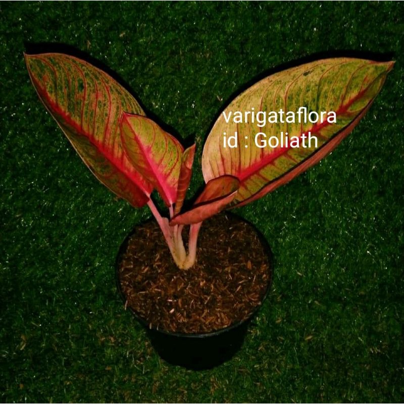 big sale promo aglonema goliath bibit stek orginal berkualitas