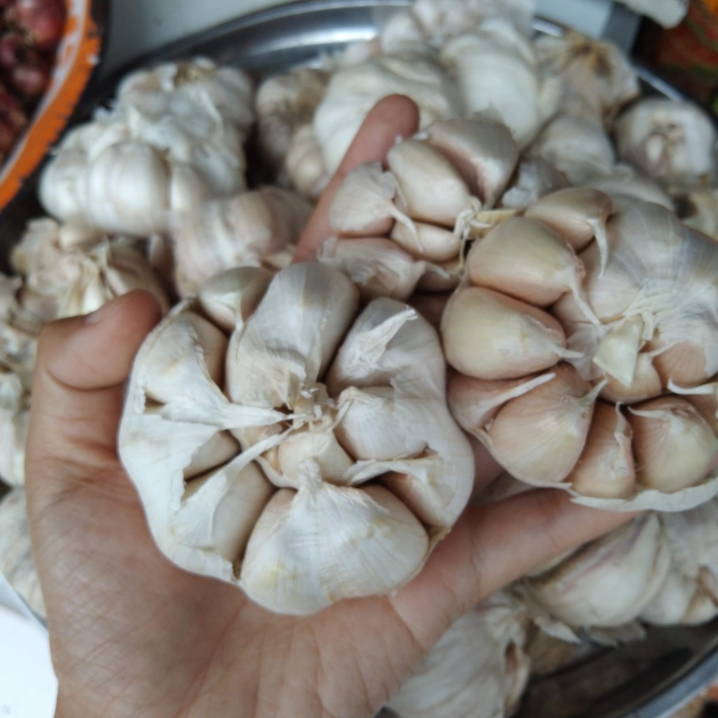 

Bawang Putih