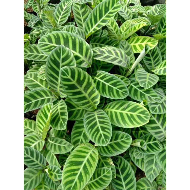 TANAMAN HIAS CALATHEA ZEBRINA