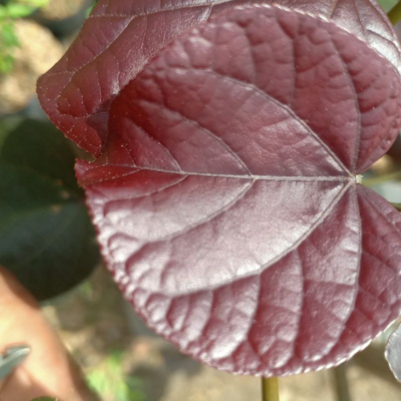 2 PAKET BONUS 1.BIBIT BONSAI WARU MERAH SUPER