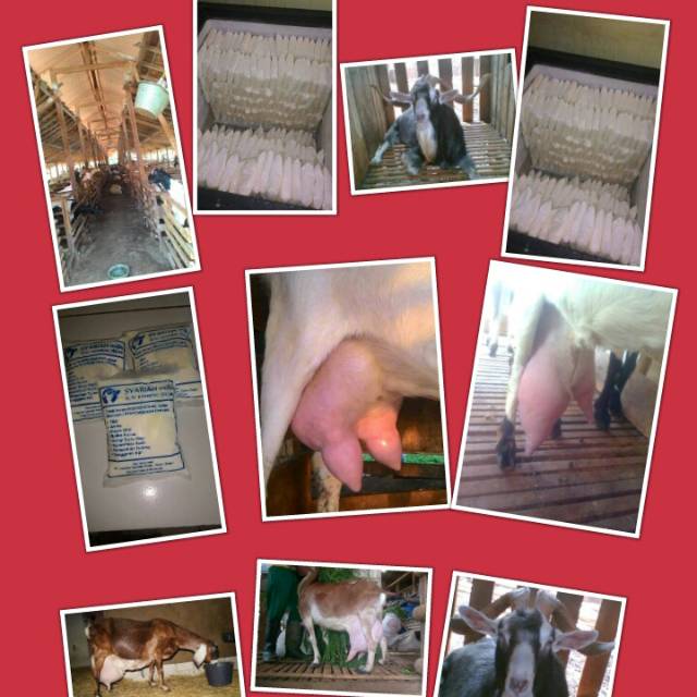 

Susu kambing etawa myrni tanpa bahan pengawet