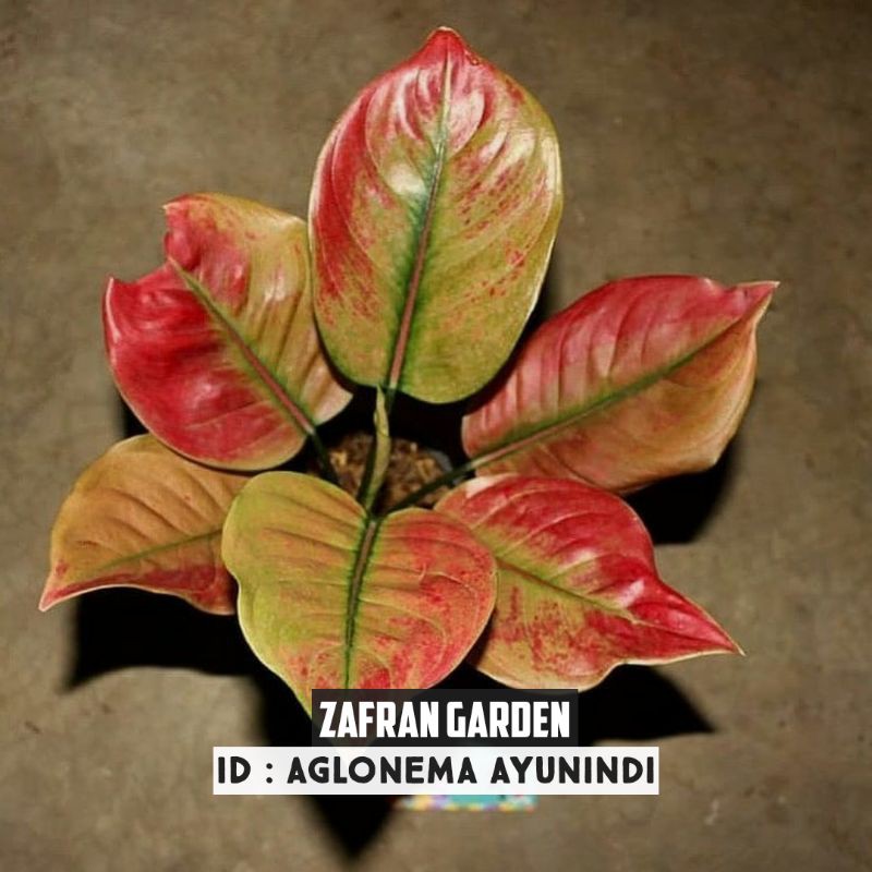 Aglonema Ayunindi