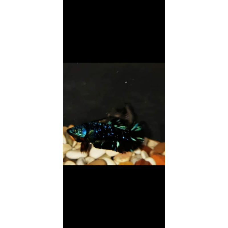 cupang avatar kalimaya