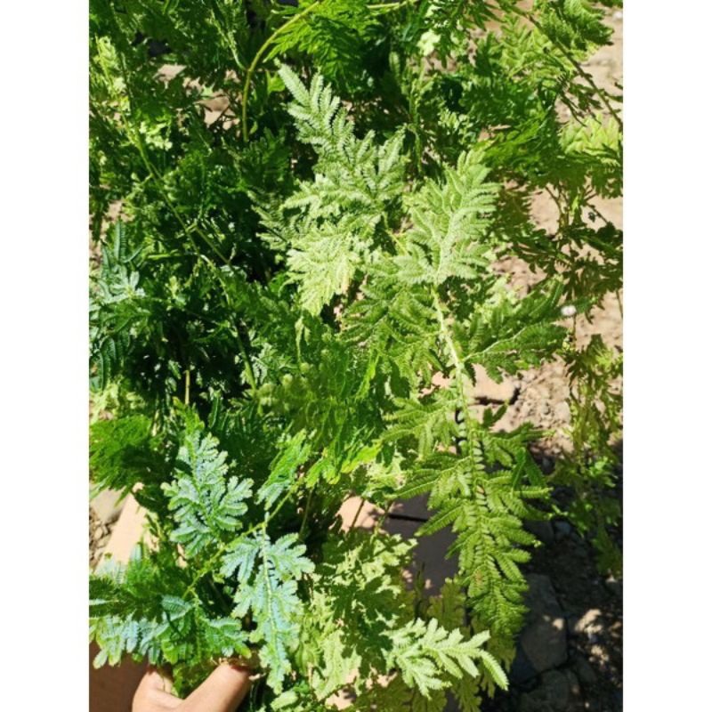 

daun cakar ayam herbal