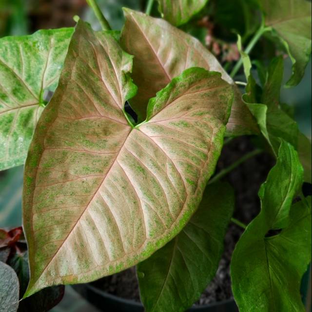 Syngonium Pink Allusion