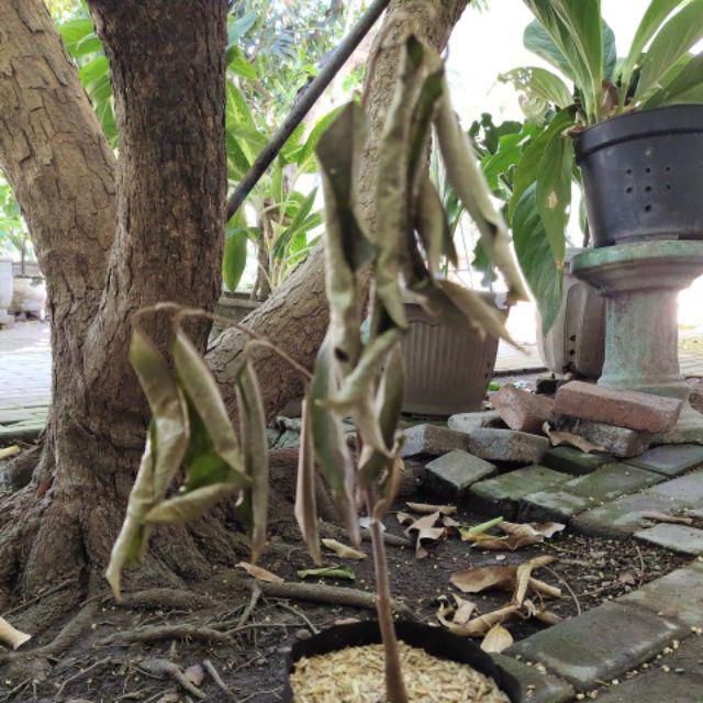 Bibit Durian Merah Unggul/bibit Durian/bibit Durian Merah Murah