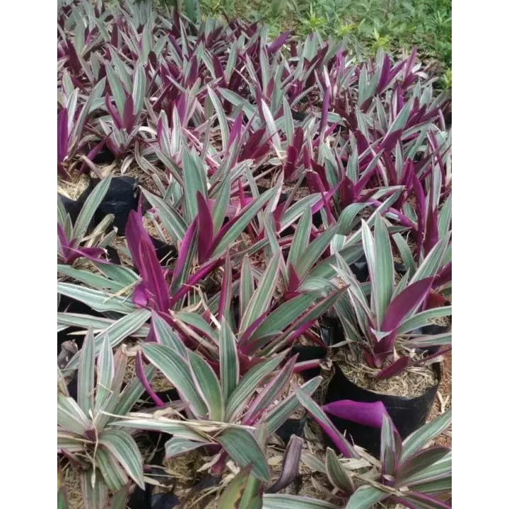 Afandi Flora tanaman bunga hias adam hawa variegata