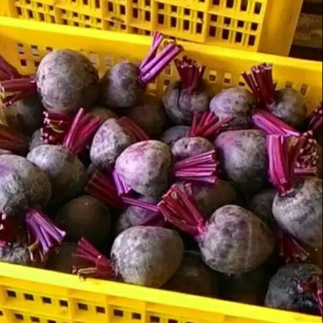 

Beetroot tanpa pestisida & pupuk kimia