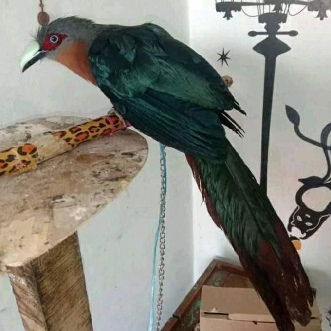 Burung Kadalan Birah Gede Shopee Indonesia