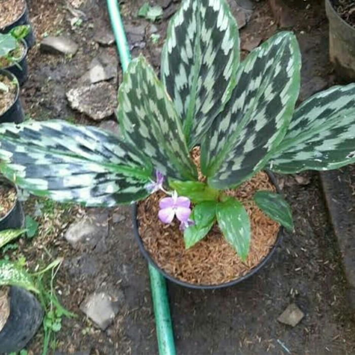 tanaman hias bulu merak