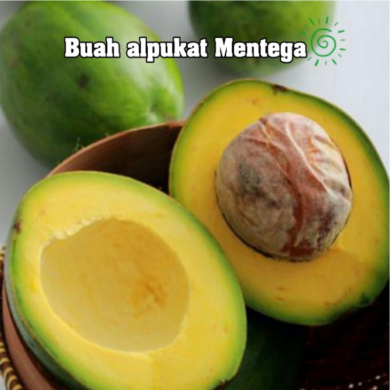 

alpukat mentega 1 kg isi ( 2 sampai 4 Buah ) / Buah alpukat Mentega asli