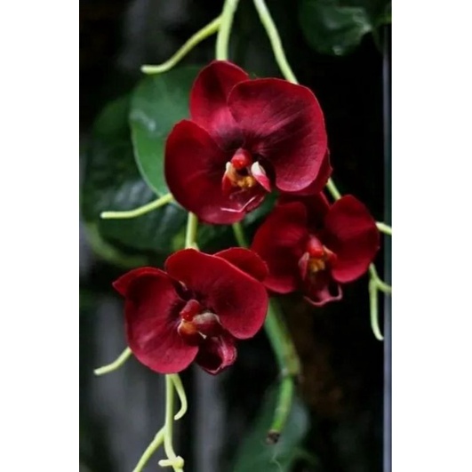 Anggrek dendrobium dewasa bunga merah marun