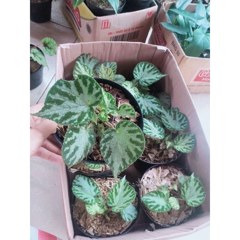 tanaman hias begonia tapak macan