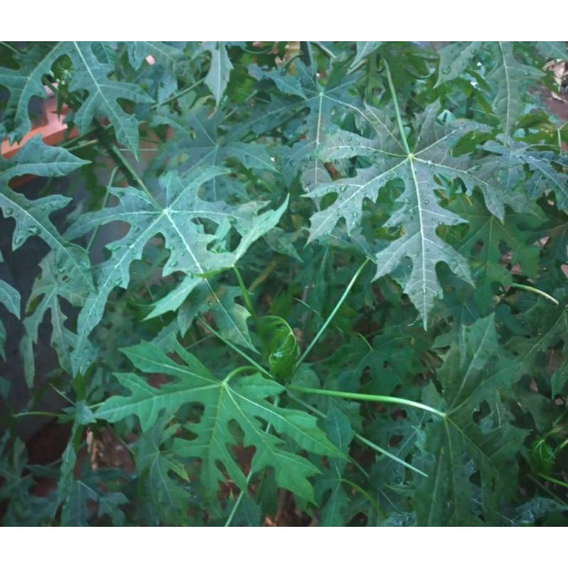 

Daun Pepaya Segar per Ikat