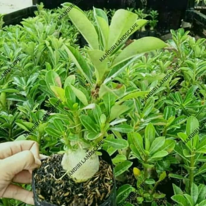 PROMO BESAR !! Bibit Bunga Kamboja Adenium Rare Mixed-1