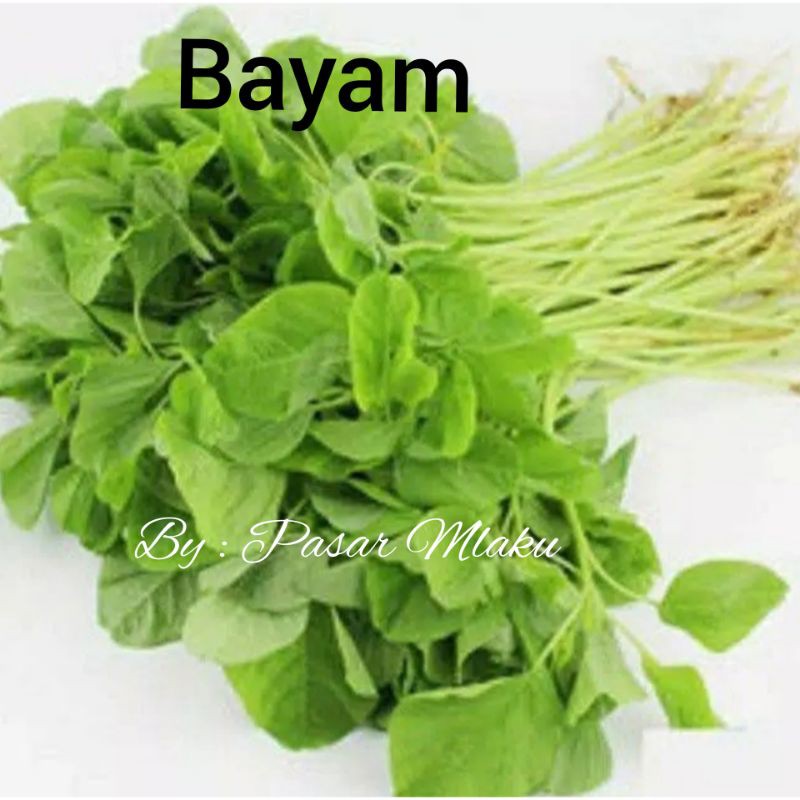 

BAYAM SAYURAN SEGAR