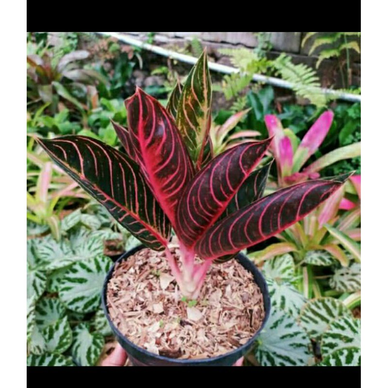 tanaman aglonema red sumatra / tanaman hias aglonema red sumatra