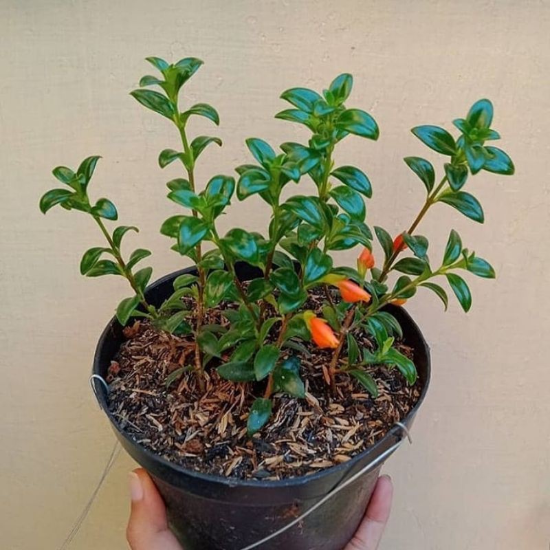 Tanaman Hias Gantung Lipstik Orange