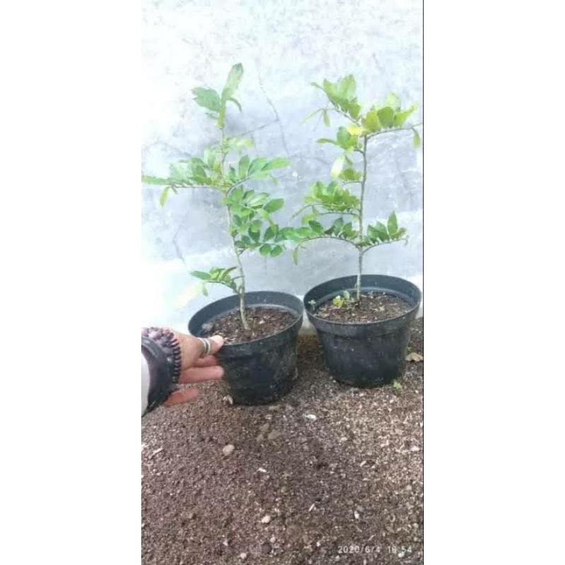 bibit bonsai serut(strebles asper) dari biji