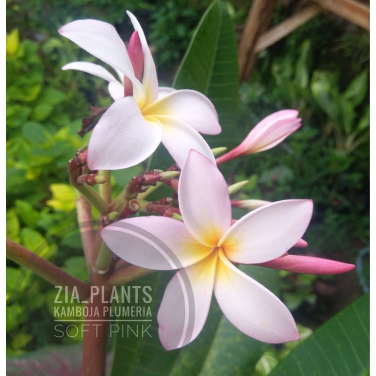 stek Kamboja bali plumeria soft pink
