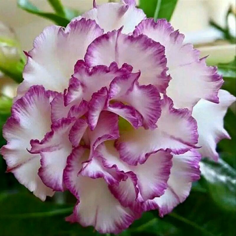 Benih Adenium Desert 3x White Purple