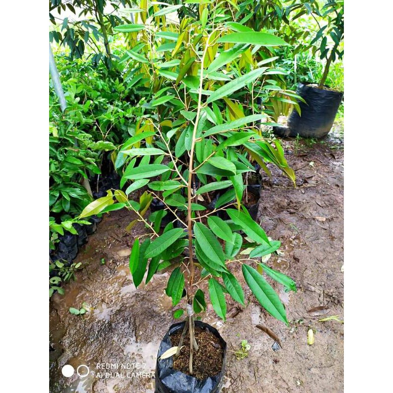 Bibit Durian Musangking Kaki Tiga Ukuran 1 Meter Sudah Siap Berbunga & Berbuah