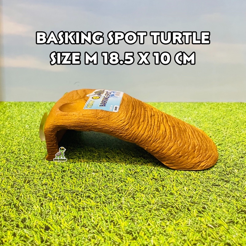 BASKING SPOT TURTLE SIZE M TANGKRINGAN KURA AIR RES ALBINO SULCATA REPTIL PANANA GECKO HERMANI XDR