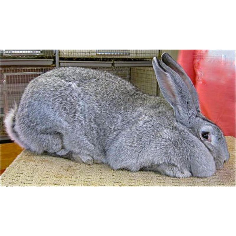 Kelinci Raksasa Flamish giant