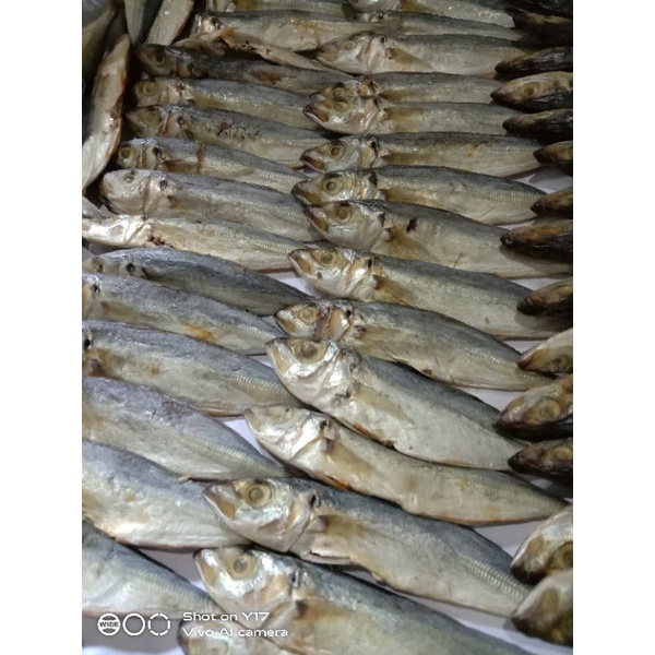 

Ikan Asin Klotok Pedo layang abangan belanak dodok belekan mujaer asli dari nelayan Tuban