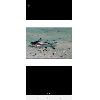 TREND TERKINI gengkhiskan hiu air tawar 8cm 3699 ㄽ