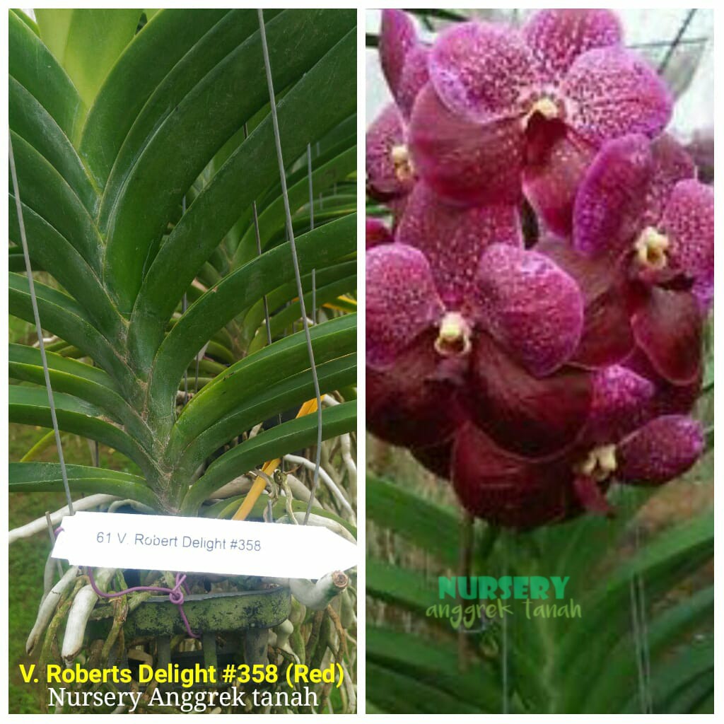 Anggrek Vanda Gantung Hybrid Dewasa