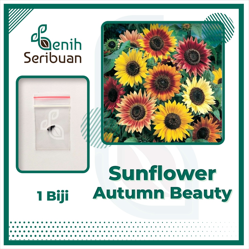 BS-BYL Bibit Bunga Benih Tanaman Bunga Hias Matahari Mawar Aster Vinca Krisan Telang Sunflower Krokot Lavender Marigold Zinnia-SUNFLO AUTUMN BEAUTY