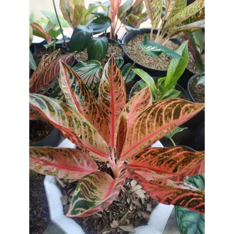 bonggolan aglonema red sumatra