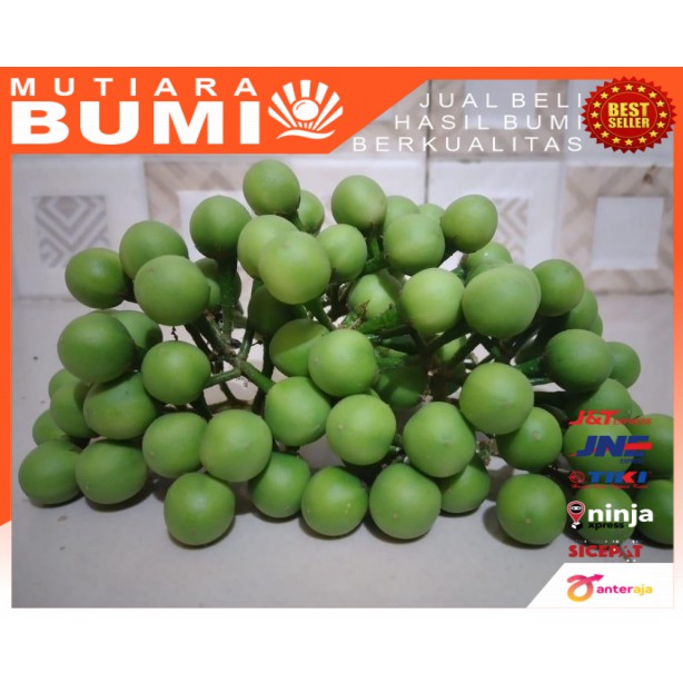 

Buah cepokak segar 500gr, Takokak, tekokak
