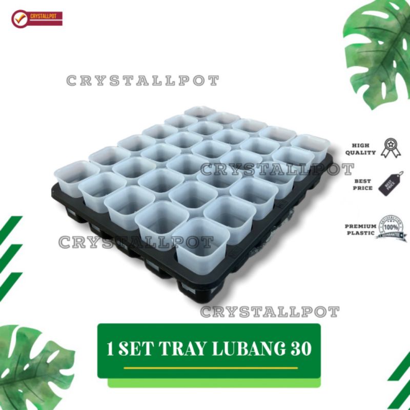 1 SET TRAY LUBANG 30 + POT NKT KOTAK 5CM BENING TRANSPARAN 30 PCS | TRAY SEMAI BIBIT