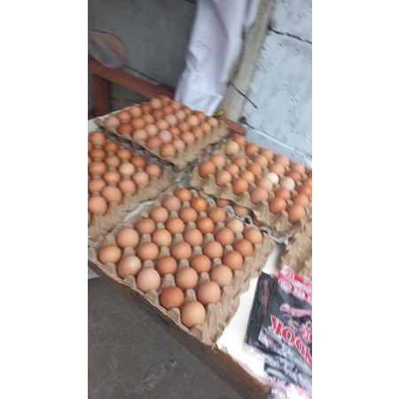 

telorr ayam negri fress bersih coklat