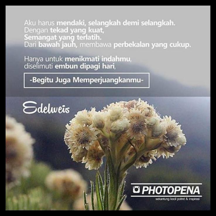  Wallpaper  Dinding Bunga  Edelweis  WallpaperShit