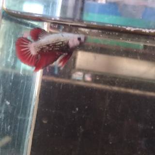 ikan cupang red samurai, blood samurai, cupang plakat