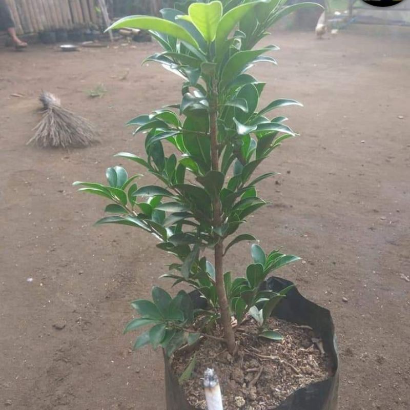 bahan bonsai beringin elegan