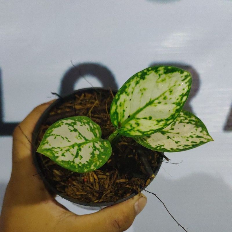 aglaonema super white