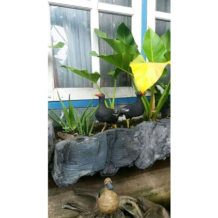 jontrot burung mandar hitam