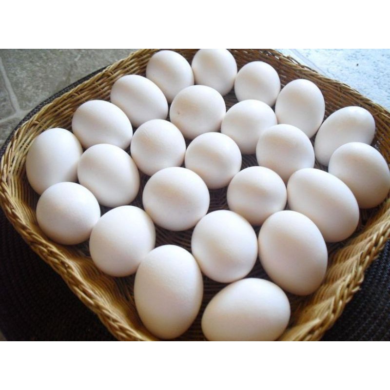 

Telur ayam kampung 1 pcs