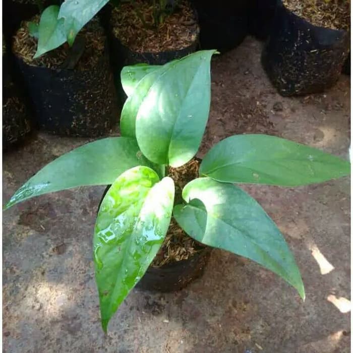 Monstera Ekor Naga Kecil Shopee Indonesia