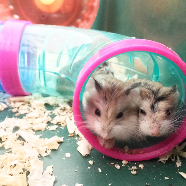 Hamster roborovski normal face/white face