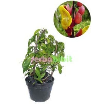 

FLAME OF IRIAN COKLAT - Tanaman Flame of Irian Coklat